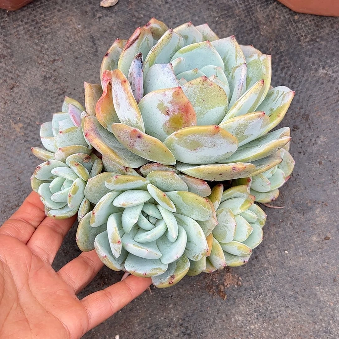 天***梦凤橙群生，一物一拍