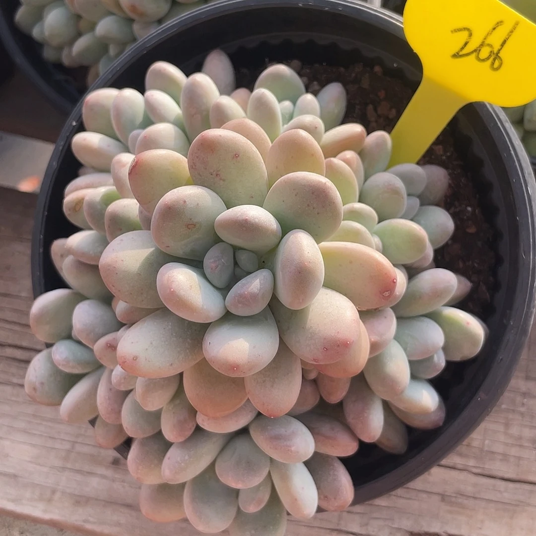 香玉群生多肉植物266