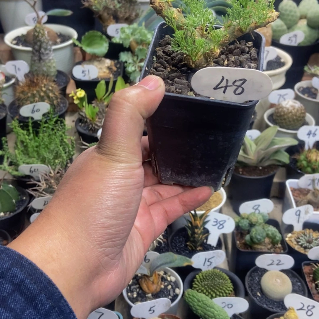 白皮月界一物一拍