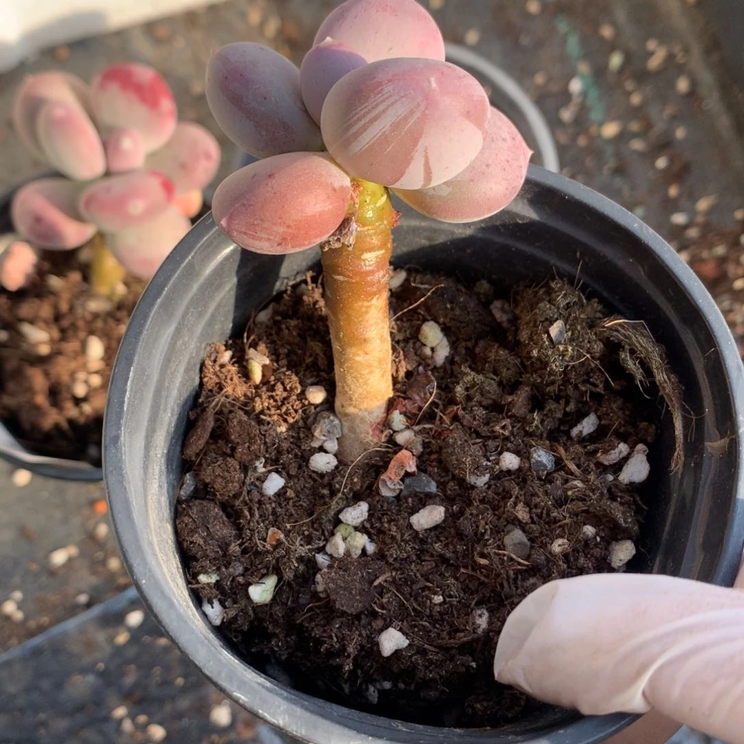 小屁桃奶酪多肉小屁桃