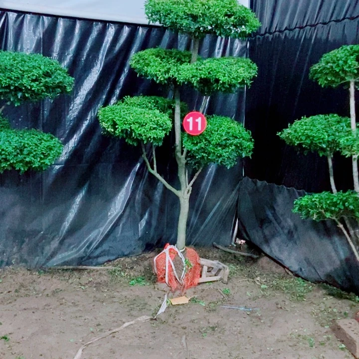 不开花植物一物一拍一对一对