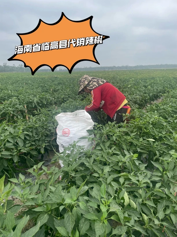 海南省临高县辣椒
