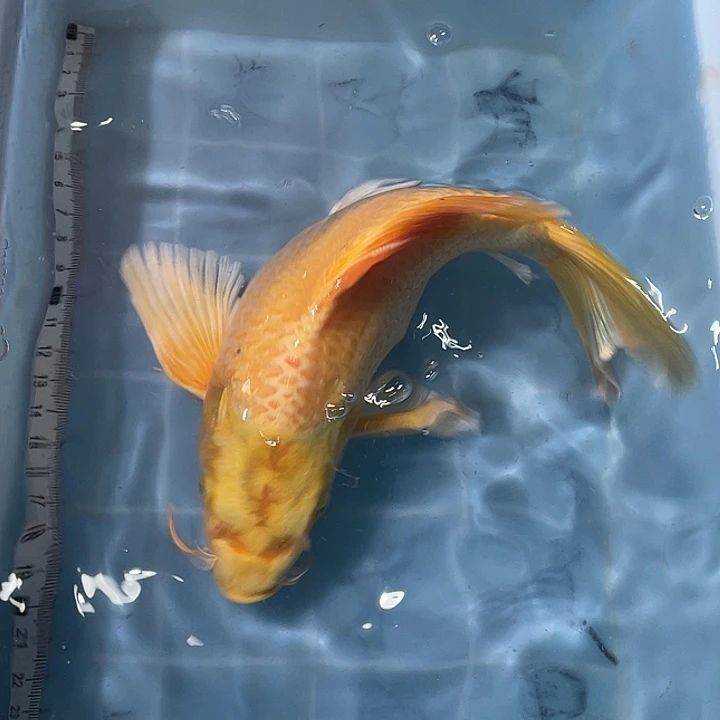 蝴蝶鲤鱼渔场直发178