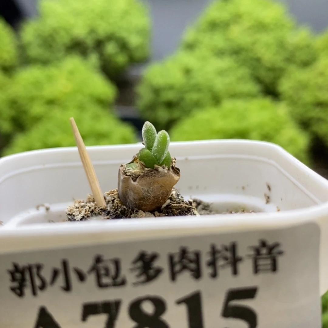 碧光环7815枝干番杏