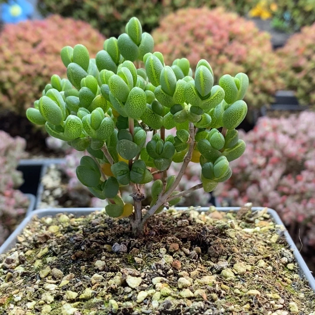 苏***闲元宝枝干番杏3416枝干番杏