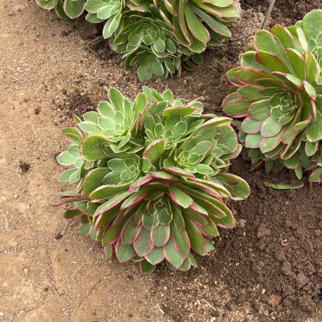 粉花妖多肉法师断枝不包量