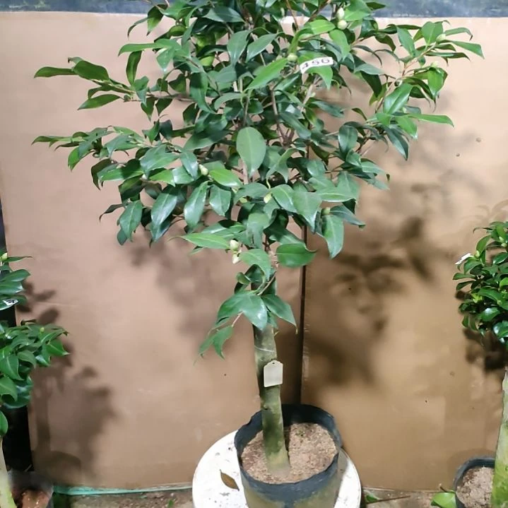 456紫罗旋，原盆原土发货，不包邮