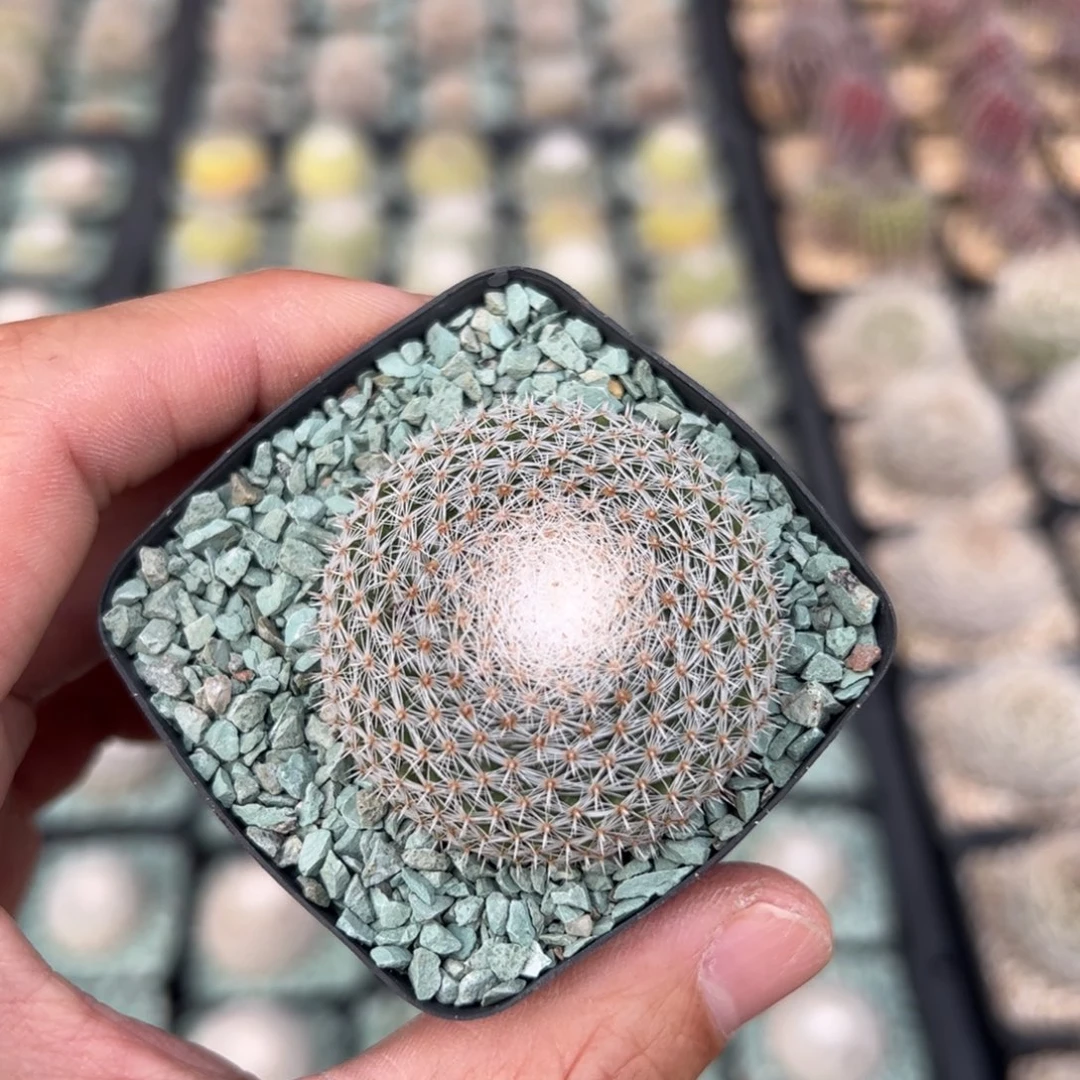 实生大福丸 脱土发货