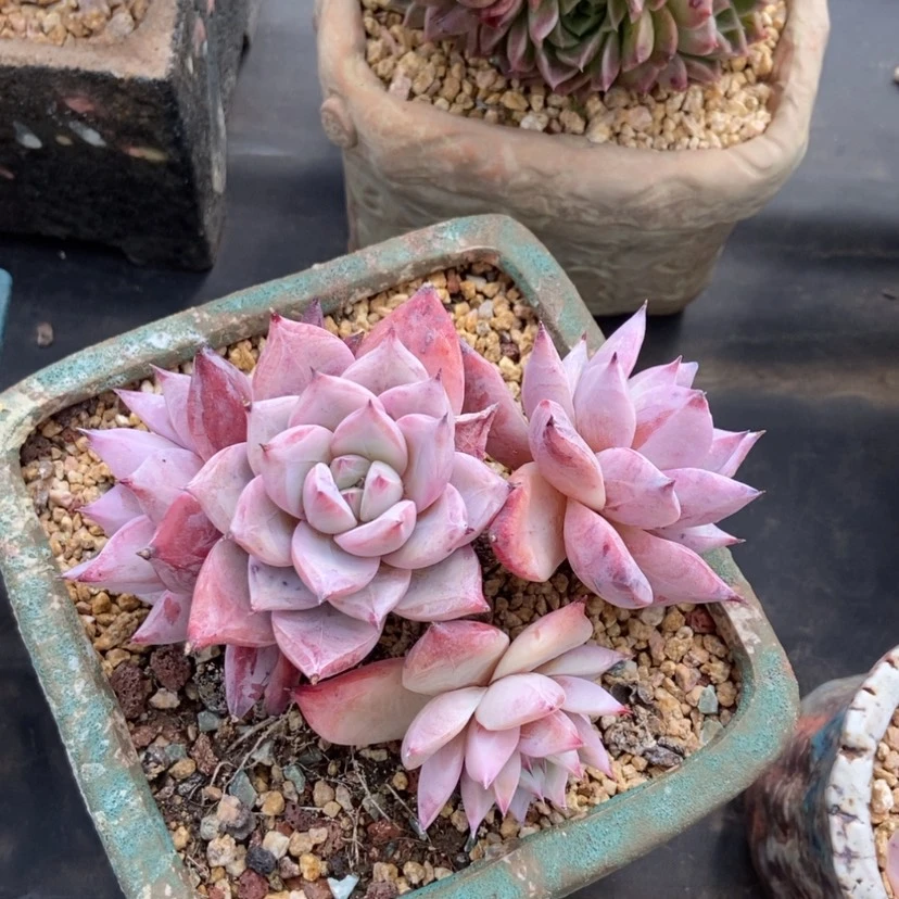 【闪购商品】北极熊