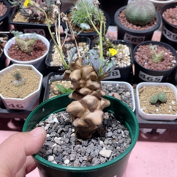 414蛮鬼塔厚墩菊块根