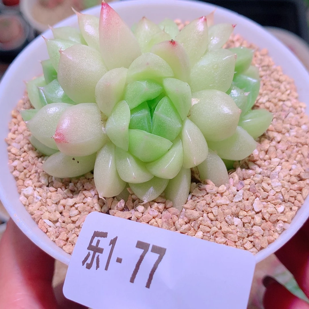 乐然1-77 麦秆群