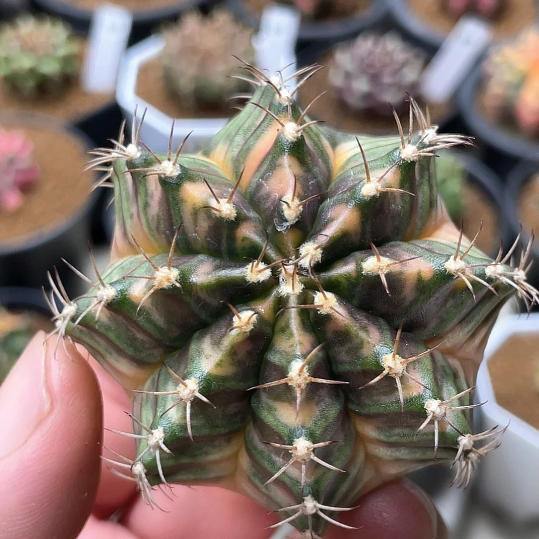 当前无花朵，栽培后可花朵