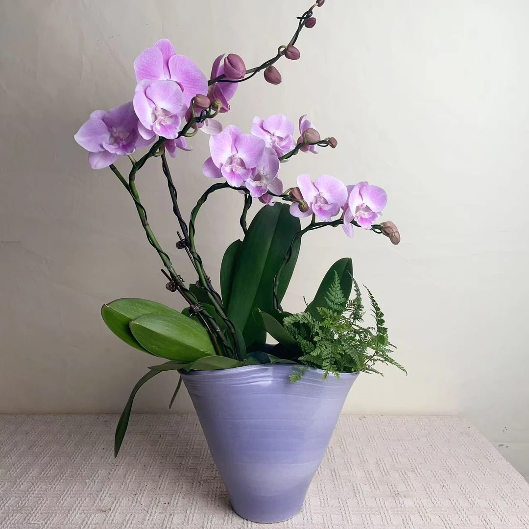 桦艺优选【五彩缤纷】蝴蝶兰室内绿植花卉艺术组盆系列高级盆栽基地