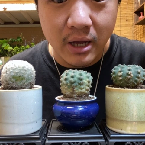 红陶一物一拍所见即所得107