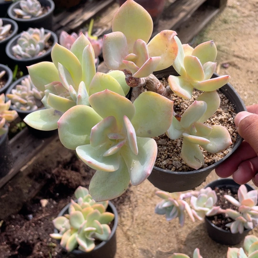 杰***哥1634  白凤  六月六