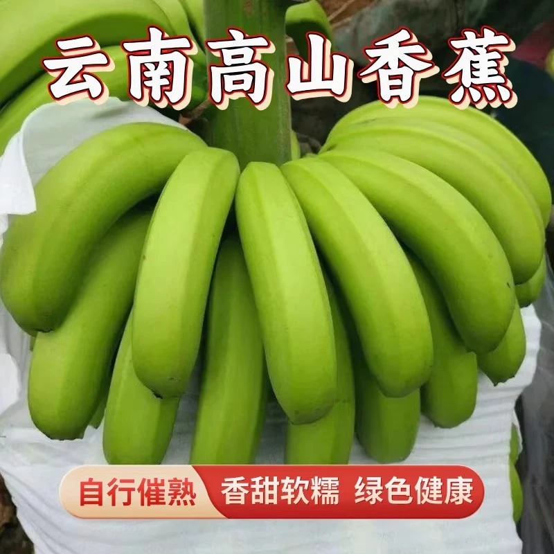 【青皮发货】云南高山香蕉【不泡药水/自己耐心催熟更健康】