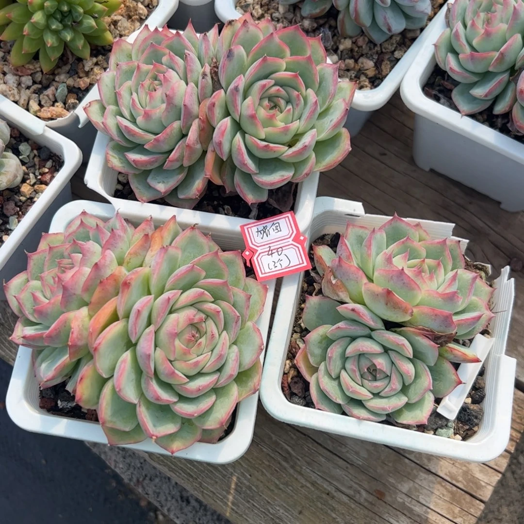 多肉植物多肉植物
