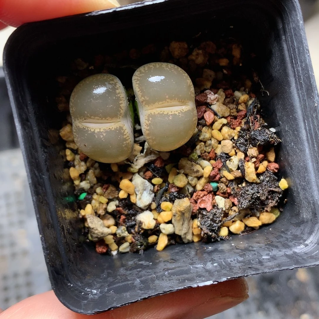 W406多肉植物保护