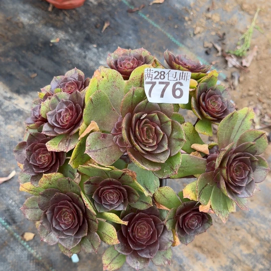 万拉丝多肉776满28包邮断枝不包