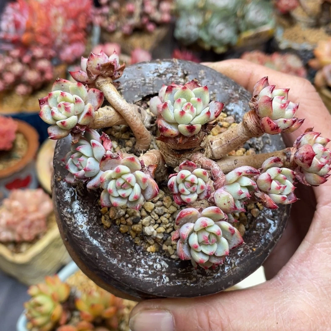 老桩粗腿娜娜群生