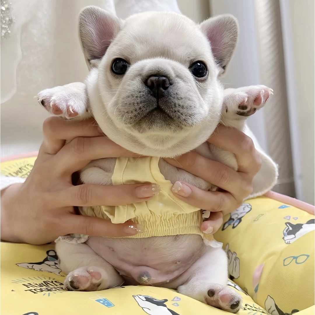 春铭家小法斗 短小方体罐罐法斗幼犬