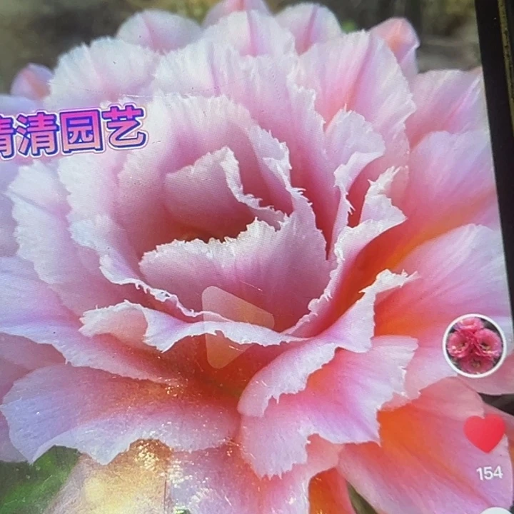 仙人球粉桃精灵侧牙瑕疵有黑点