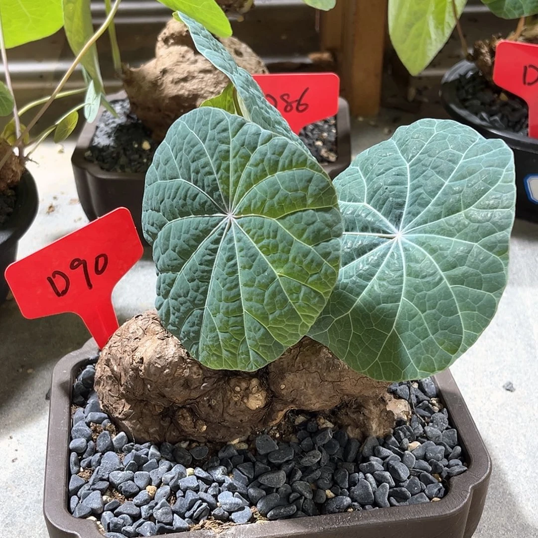 潮流植物一叶龟，冰蓝泡泡叶