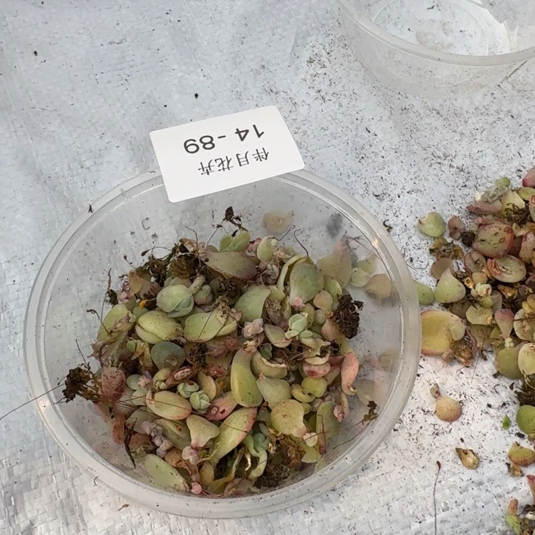 叶片保底50量拍14-89