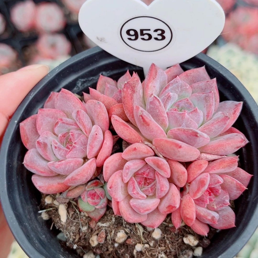 953号小老红琥珀群6头