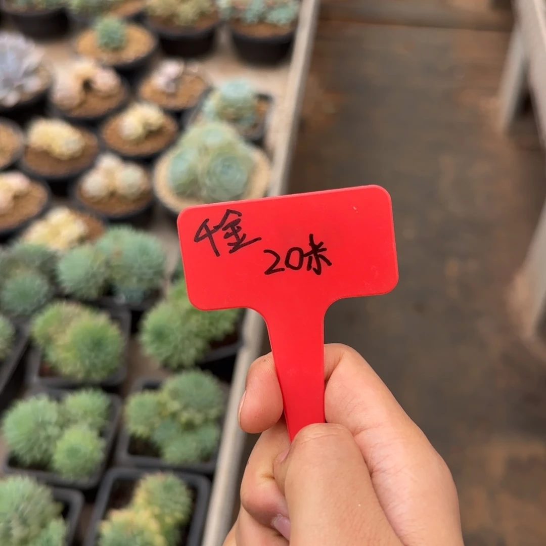 ****金千金。   20米卷。