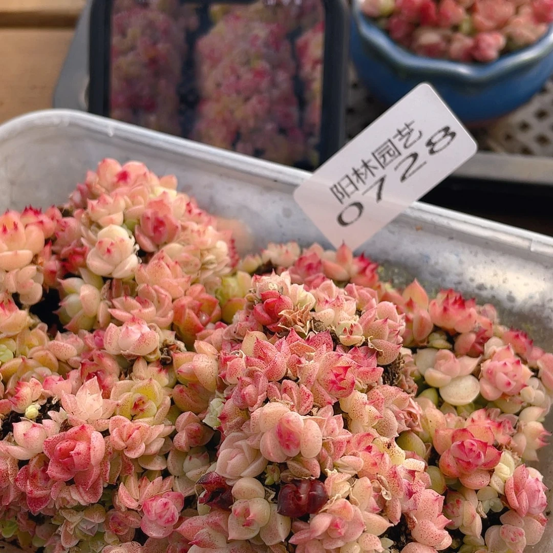 多肉植物多肉植物728