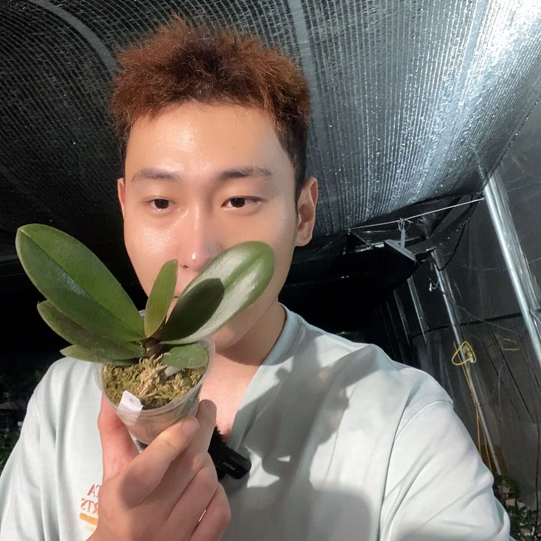 无花朵大理石慕斯