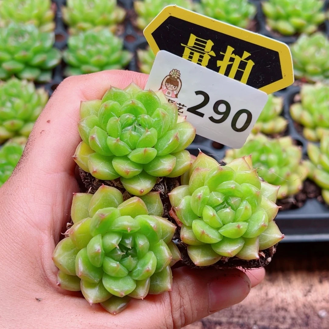 当前无花朵，栽培后可花朵