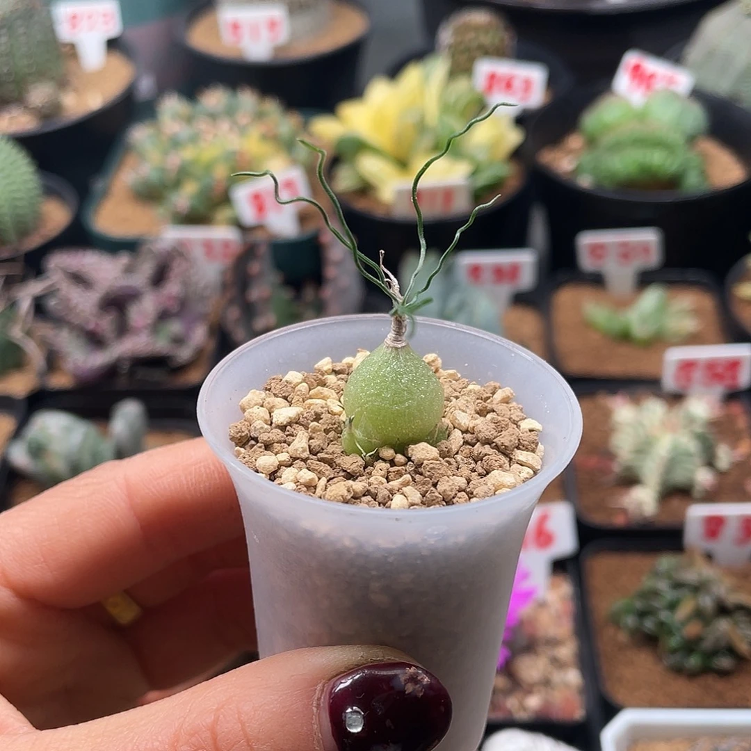 实生块根泰迪海葱仙人球