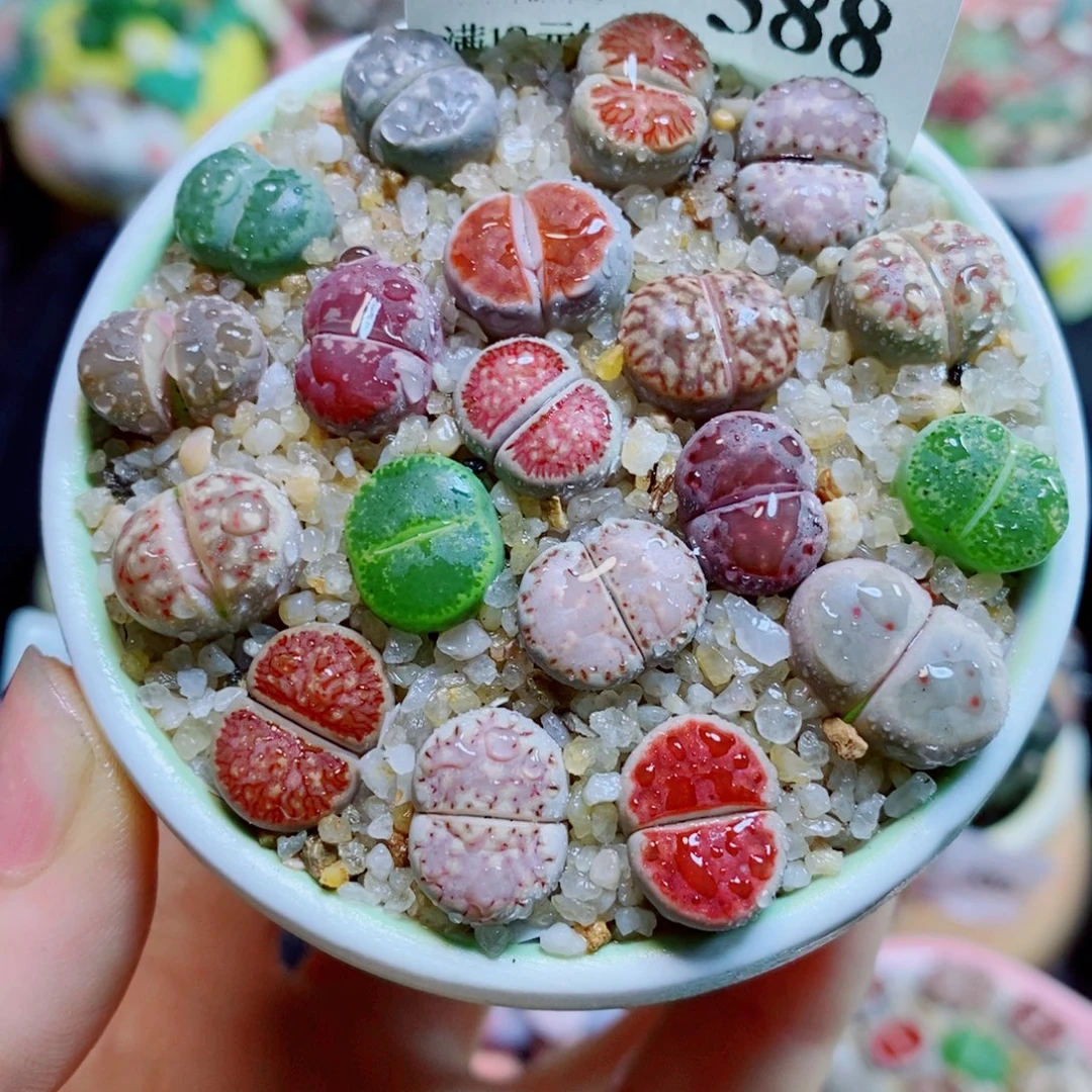 生石花花花花花花花花588