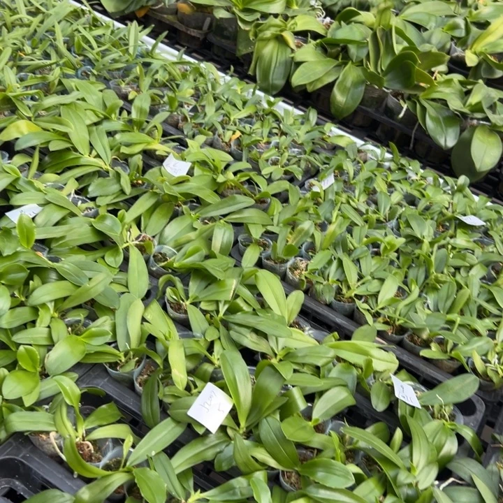 不开花植物七仙女1.7