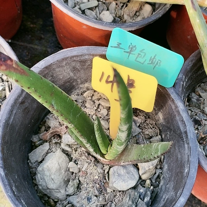【闪购商品】无花朵黑太刀芦荟
