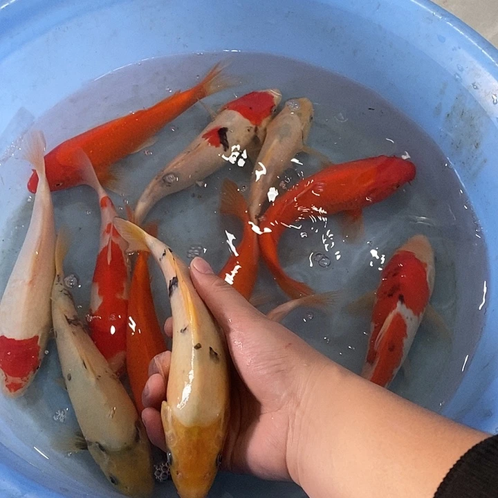 锦鲤别甲锦鲤包邮包开箱