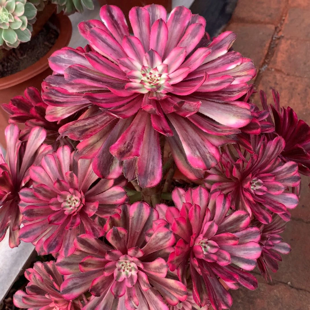 玉颜仙子，多肉植物