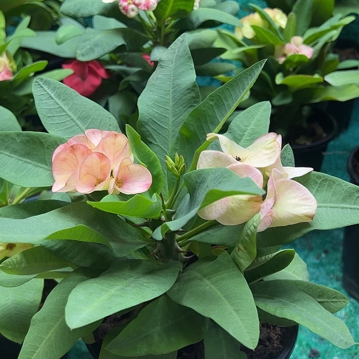 泰品扦插一物一拍