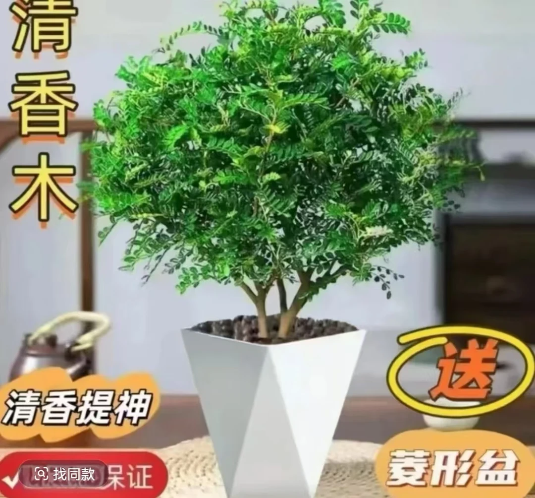 清香胡椒木盆栽驱蚊驱虫净化空气室内好养四季常青绿植