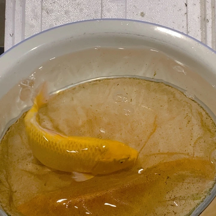 以****锦鲤直播间自选，不退不换。