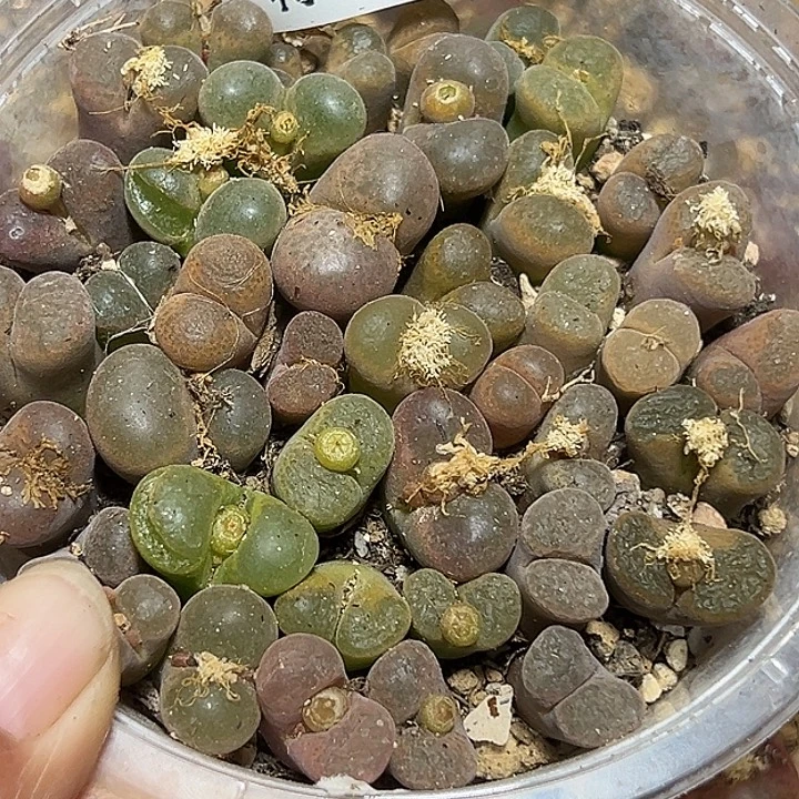 248号下播福利一盒多肉植物