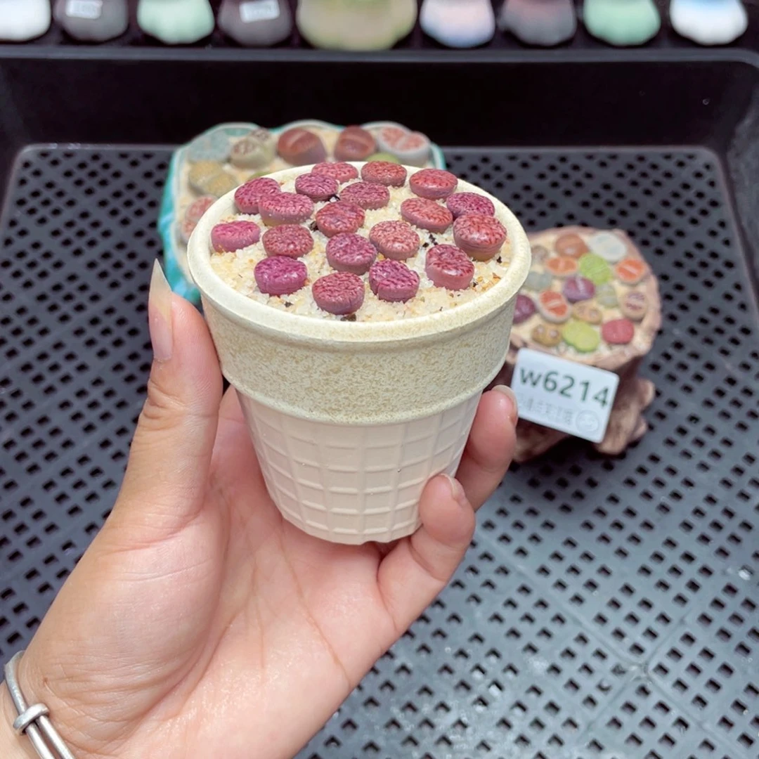 w6215 带盆土发货一物一拍