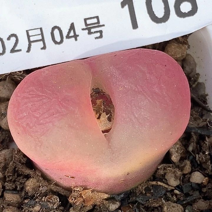 晨*桃喜花园0204-108毛