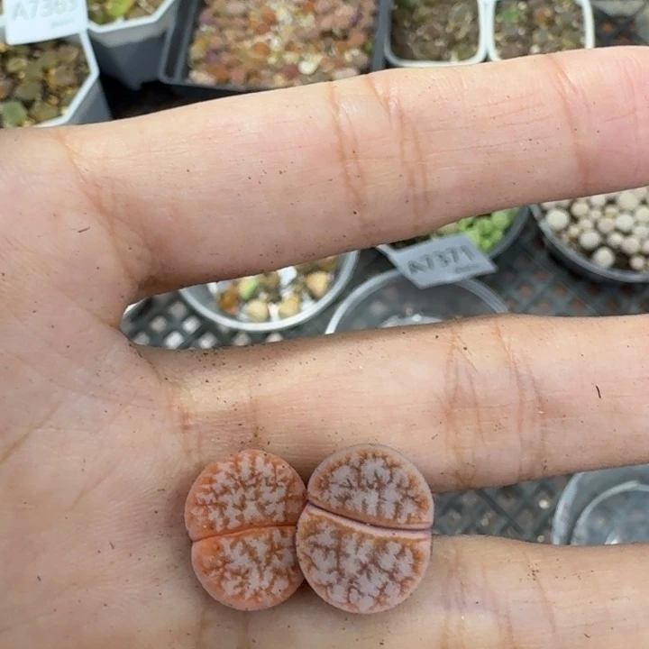 7372 生石花和肉锥