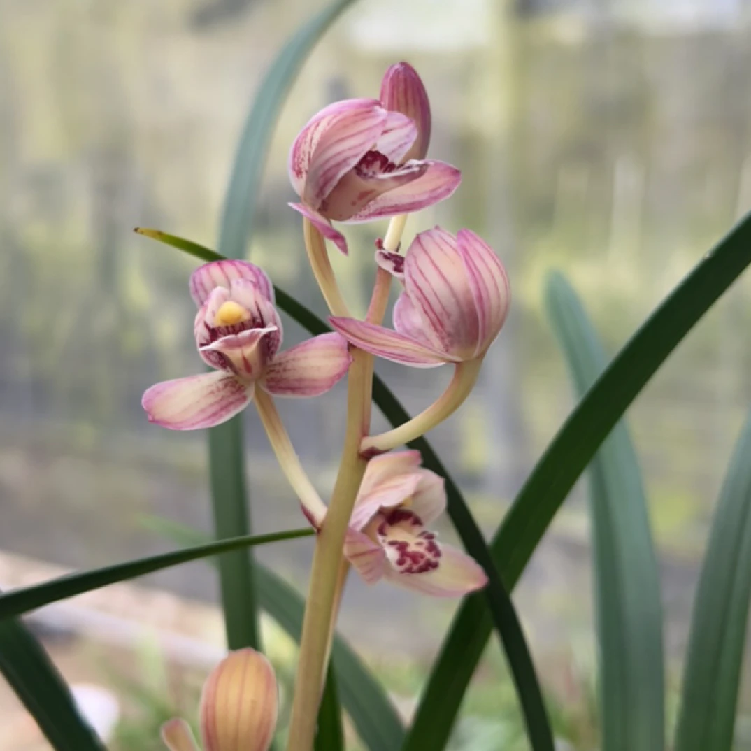 国兰建兰四季兰花卉正宗室内绿植夏秋适合种植阳台不带盆裸根发货