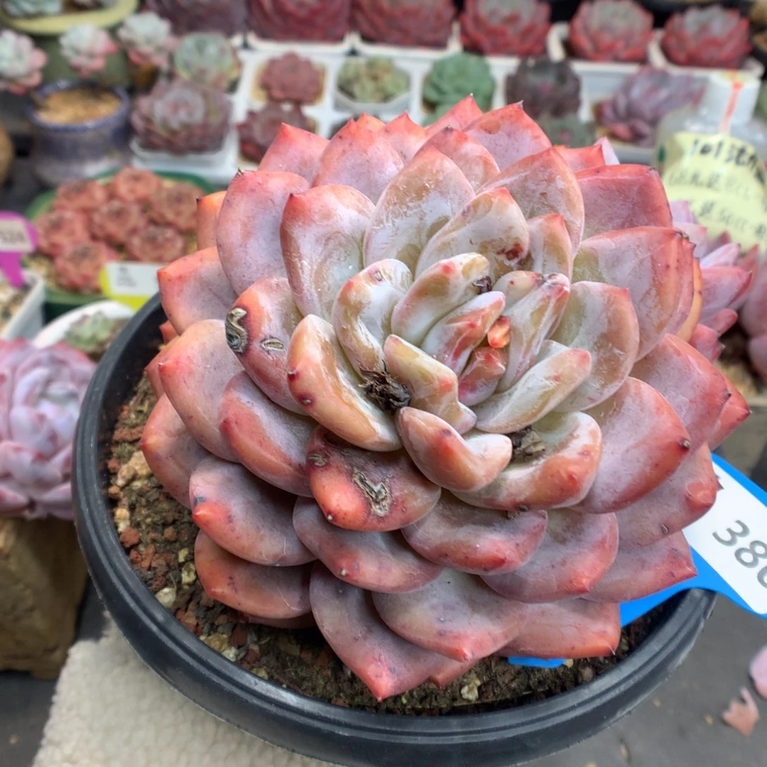 380三头梦露石化多肉