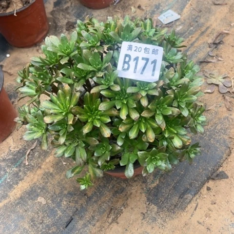 171花茶不包断枝