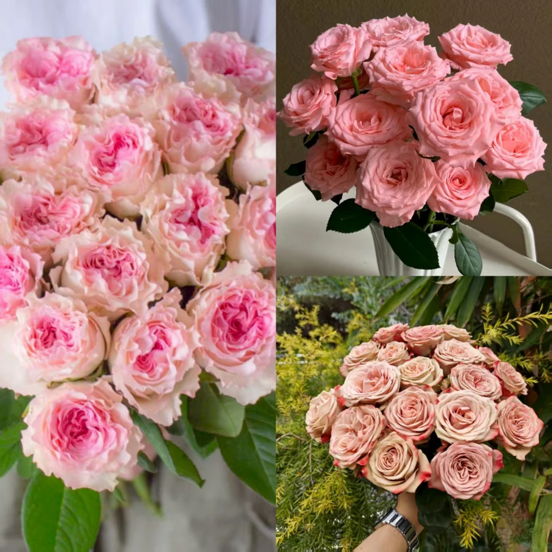 【卡布10支+洛神10支+粉玫瑰10支】云南鲜花基地发任意拍两单送配草